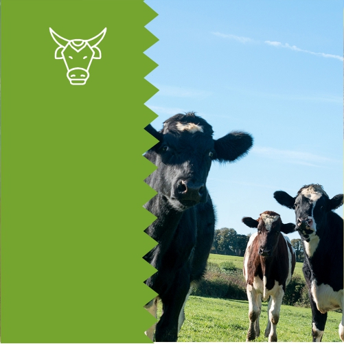 Улучшение генетического потенциала крупного рогатого скота мясных пород