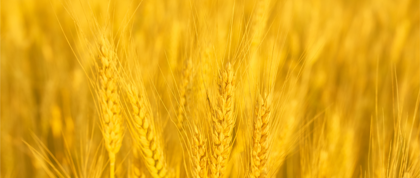 Развитие селекции и семеноводства зерновых культур