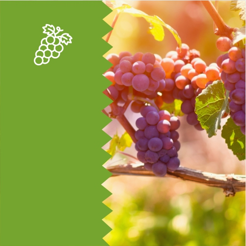 Развитие виноградарства, включая питомниководство