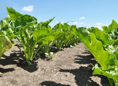 Семеноводческие хозяйства Ставрополья начнут производство семян сахарной свеклы