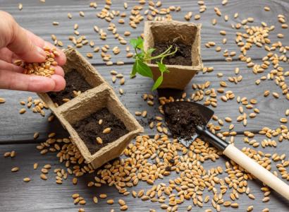 Новосибирские аграрии довели уровень импортозамещения семенного материала до 75%
