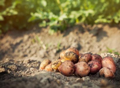 На полях фермеров — партнеров «Магнита» начали тестировать картофель отечественной селекции