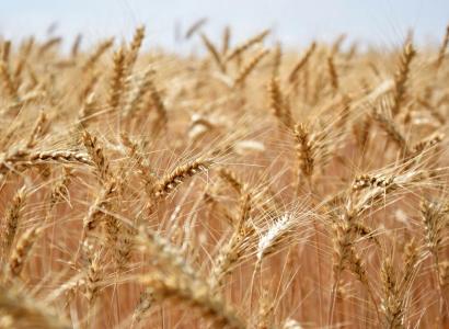 Созданный в России сорт озимой пшеницы дал рекордный урожай