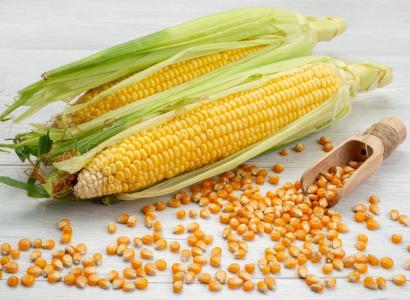 Объемы семян подсолнечника и кукурузы отечественной селекции на рынке втрое выше импортных — НСА