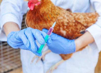 В России создали первую универсальную вакцину против двух инфекций животных
