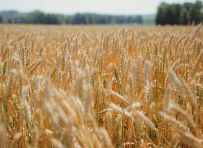 По итогам уборочной кампании зерновых доля отечественных семян очень высока — «НСА»