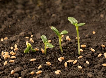 Рентабельность селекции семян в среднем по отрасли достигает 60%