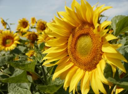 Правительство продлило срок действия экспортных пошлин на семена подсолнечника