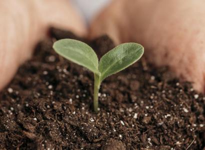 На поддержку элитного семеноводства в Крыму выделили более 65 млн руб.