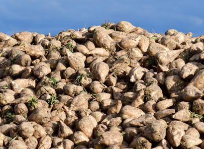 На Кубани появится семеноводческая зона для сахарной свеклы