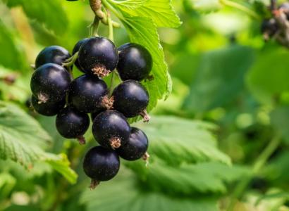 Ученые Бурятской ГСХА вывели новый сорт смородины с рекордным содержанием витамина С