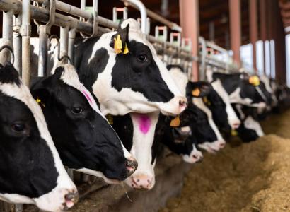 В РФ создали технологию, повышающую экономическую эффективность селекции КРС