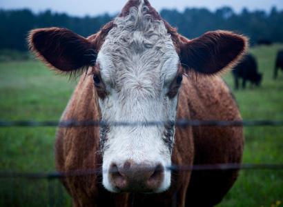 В Бурятии создали центр оценки генетики племенного скота 