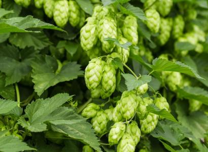 На Алтае ускорили размножение хмеля для пивоваров