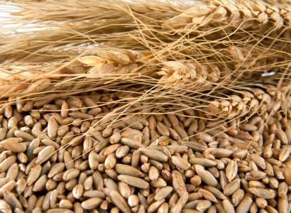 Аграрии Челябинской области полностью обеспечены семенами зерновых и зернобобовых культур