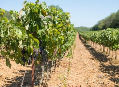 Площадь виноградников в России выросла до 110 тыс. га