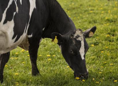 В РФ создадут добровольные общества для развития племенного животноводства