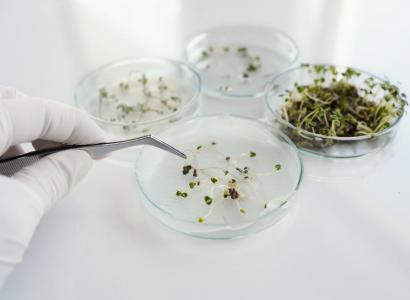 В Минсельхозе РФ подчеркнули необходимость применения геномных технологий и ИИ для ускорения селекции