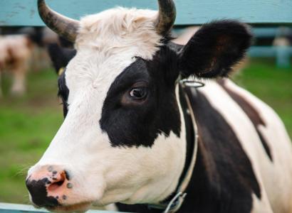 Более 30 регионов получат господдержку на развитие геномной селекции в племенном животноводстве