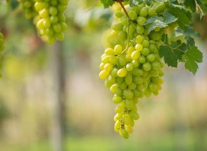 Белгородские ученые планируют создать новые сорта винограда