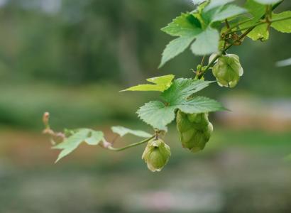 Применение новых схем питания повысило урожайность хмеля на 56% в Тульской области