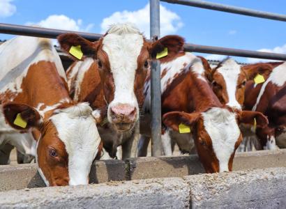 Минсельхоз: российские племенные и товарные хозяйства — лидеры по внедрению цифровых технологий