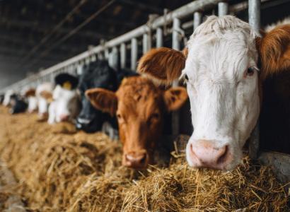 Реестр селекционных достижений появится в ФГИАС ПР