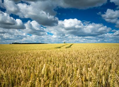 Сорта и гибриды отечественной селекции одни из лидеров по объему высева в России
