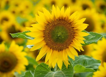 Более 20 сортов и гибридов масличных культур селекции ВНИИМК вошли в рейтинг самых востребованных по объему высева в РФ в 2025 году