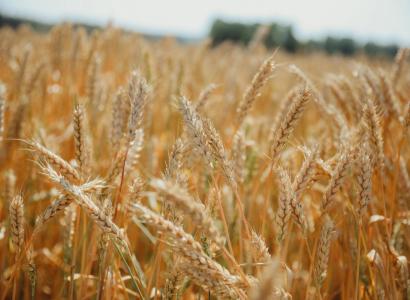 На Кубани выделят более 80 млн руб. на создание гибридов яровых культур 