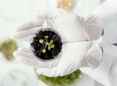 Селекция позволяет повышать пищевые ценности продуктов питания