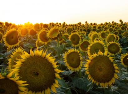 На Ставрополье доля российских семян в посевах сои и подсолнечника превысит 50%