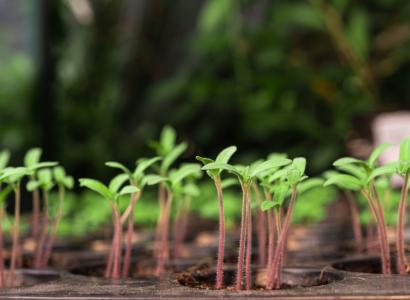 Компания RUSEED запустила собственную технологию обработки семян