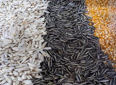 Российские предприятия полностью обеспечены семенным материалом под посевную 2026 года 