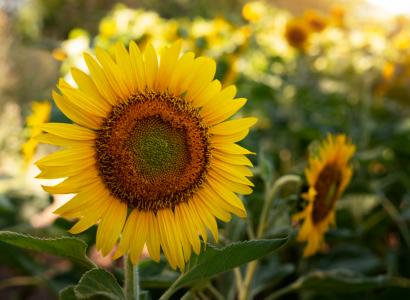 В Запорожье впервые проведут научный сев засухоустойчивых культур