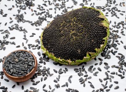 Российские семена подсолнечника на 72% дешевле импортных — RUSEED