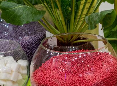 Ставрополье удвоит долю отечественных семян сахарной свеклы в 2026 году