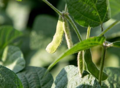 Два сорта селекции ВНИИ сои пополнили госреестр