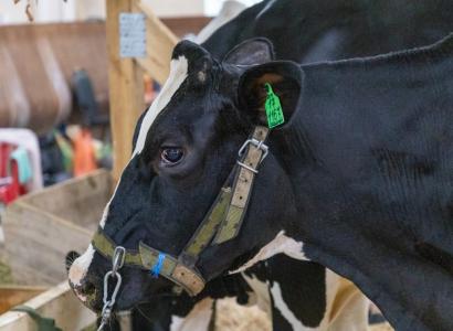 На Кубани внедрят имитацию естественных условий in vitro в репродукции КРС