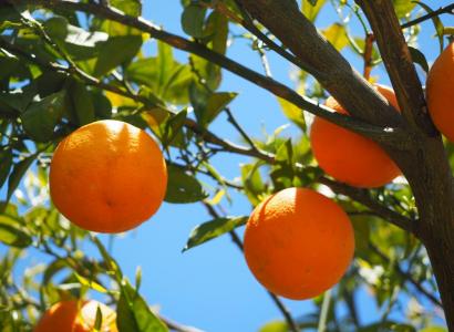 Генетический банк цитрусовых формируют на базе первого промышленного лимонария в Крыму 