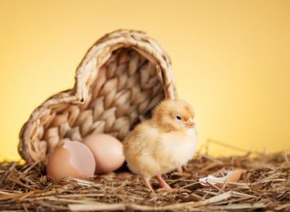 В России могут продлить поддержку племрепродукторов в птицеводстве