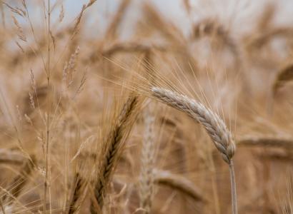 В России запатентовали способ повышения урожайности пшеницы с помощью минерала