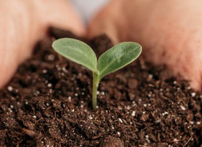 В России разработали гель для увеличения всхожести семян