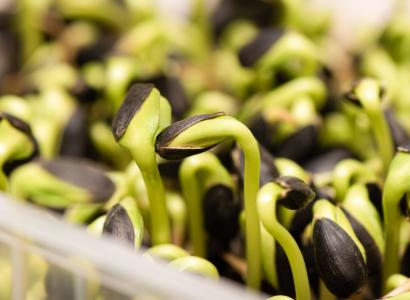 Более 580 млн руб. направят на селекцию и семеноводство в Краснодарском крае