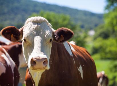 Большой животноводческий проект позволит сформировать единую технологическую базу для развития отрасли