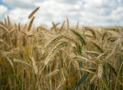 ФИЦ «Немчиновка» представил два новых сорта озимой пшеницы