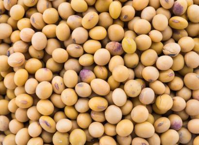 Омские семеноводы запатентовали в Казахстане пять сортов зерновых культур и один сорт сои