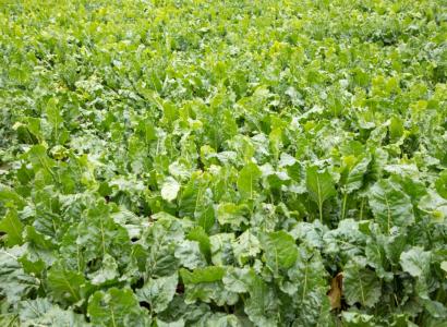 Кубань в 2026 году увеличила долю используемых отечественных семян сахарной свеклы до 24%