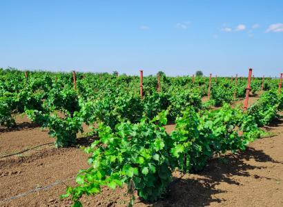 На Кубани в четыре раза увеличили производство саженцев винограда