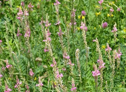 В Омске вывели сорт многолетней засухоустойчивой кормовой культуры